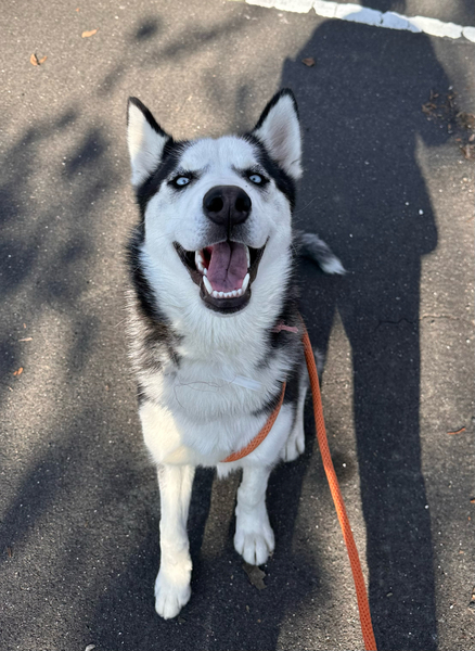 #Dog #Fiona_CCSTCA_26 Sweet, human and dog friendly pup, easy to walk on leash. https://t.co/7naNDN7ZtQ https://t.co/nMNE4YZJGY