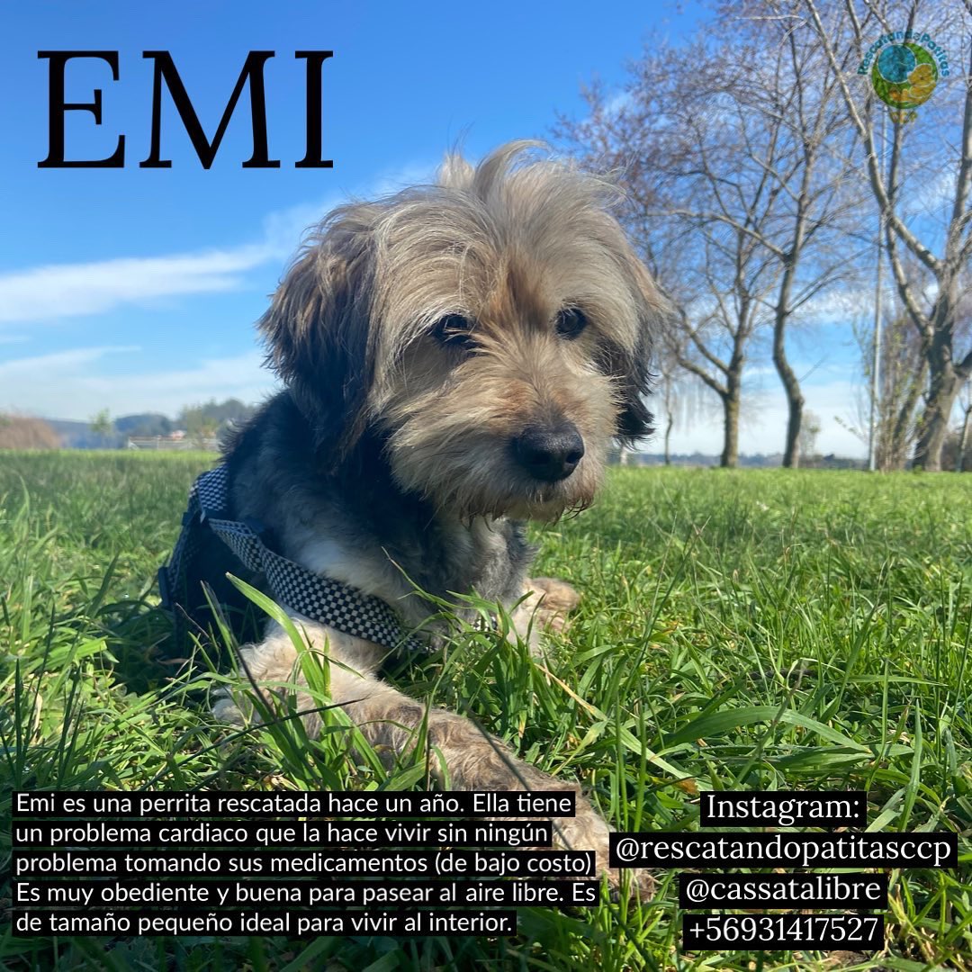 La adorable Emi sigue esperando. ¿Existirá alguien que la quiera como un miembro más de su familia?
#Concepción