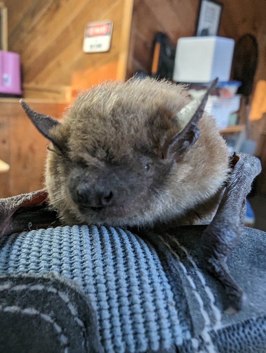 sweetbinks's tweet photo. It's a Thanksgiving bat!  
This grounded Big Brown Bat came in today.  Thin and cold but should be fine.  No inappropriate human contact which is so very important.  
#respectbats
#supportbatconservation
#batsareimportant
#batsarecool
#bigbrownbat
#supportsweetbinks https://t.co/foh96MYgVH