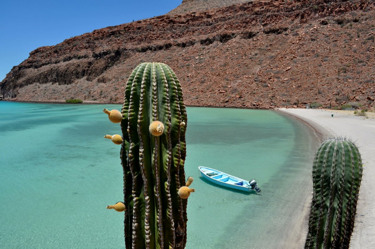 insta_Hop's tweet photo. Whats your favourite, 🌴 or 🌵 ?

We love them both, so good thing in Mexico, you don't have to choose! 

Planning a trip to Mexico? Click the link in bio and find which experience is best matched for you.

#hopwithjoy #mexicomagico https://t.co/7FNL4Er6OK