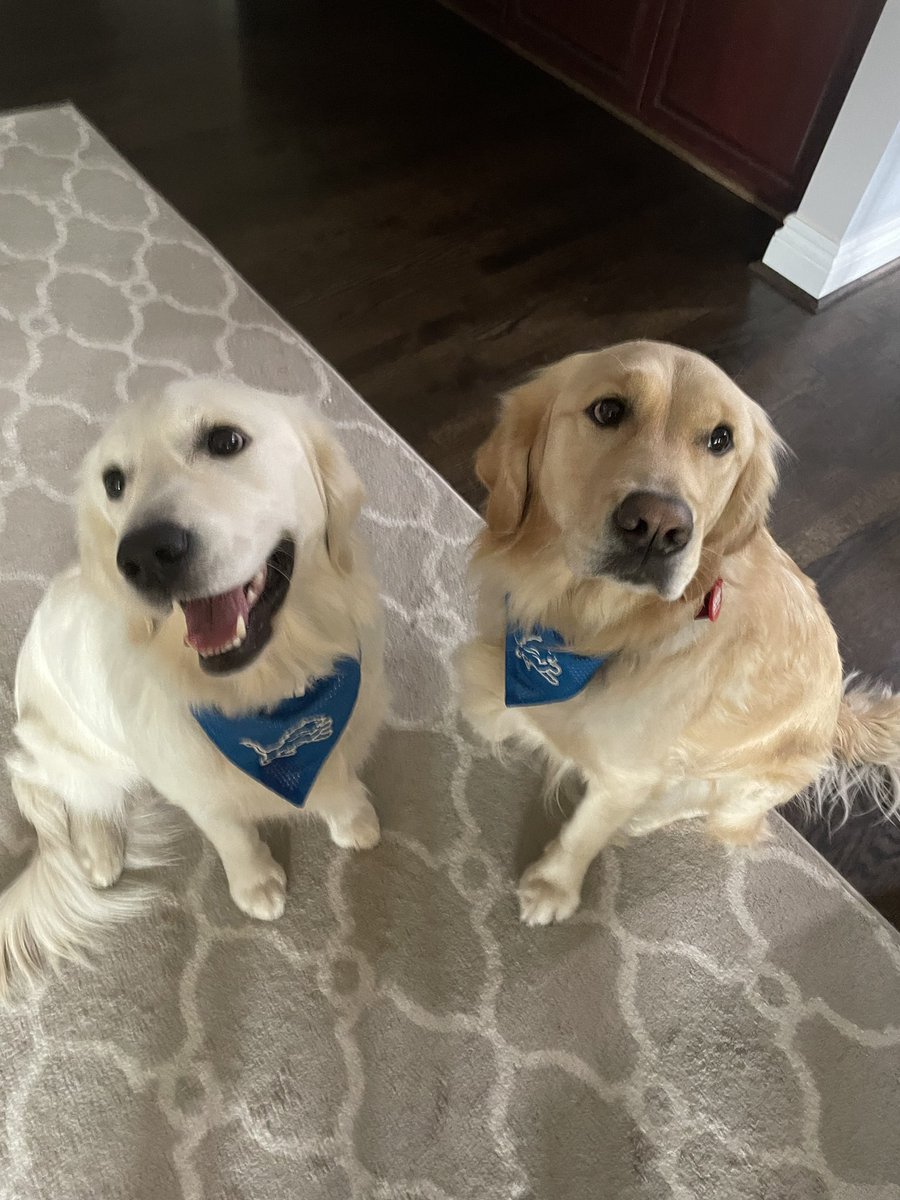 davidbarthel1's tweet image. Thankful for a full house, great dogs and a competitive Lions game. Happy Thanksgiving!