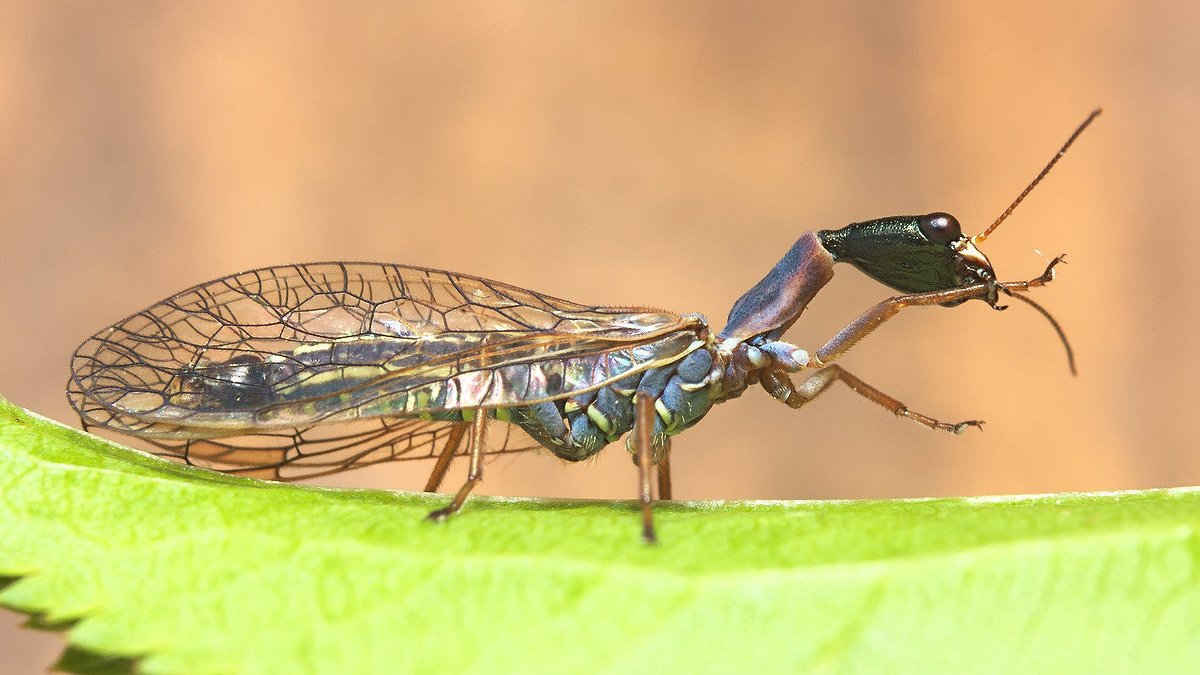 Decided to post my little cause, for which there is an online fundraiser here: gofundme.com/f/help-radosla… Any input will be greatly appreciated! You can see other great photos on the fundraising page. #fundraising #camera #insects #snakefly #entomology