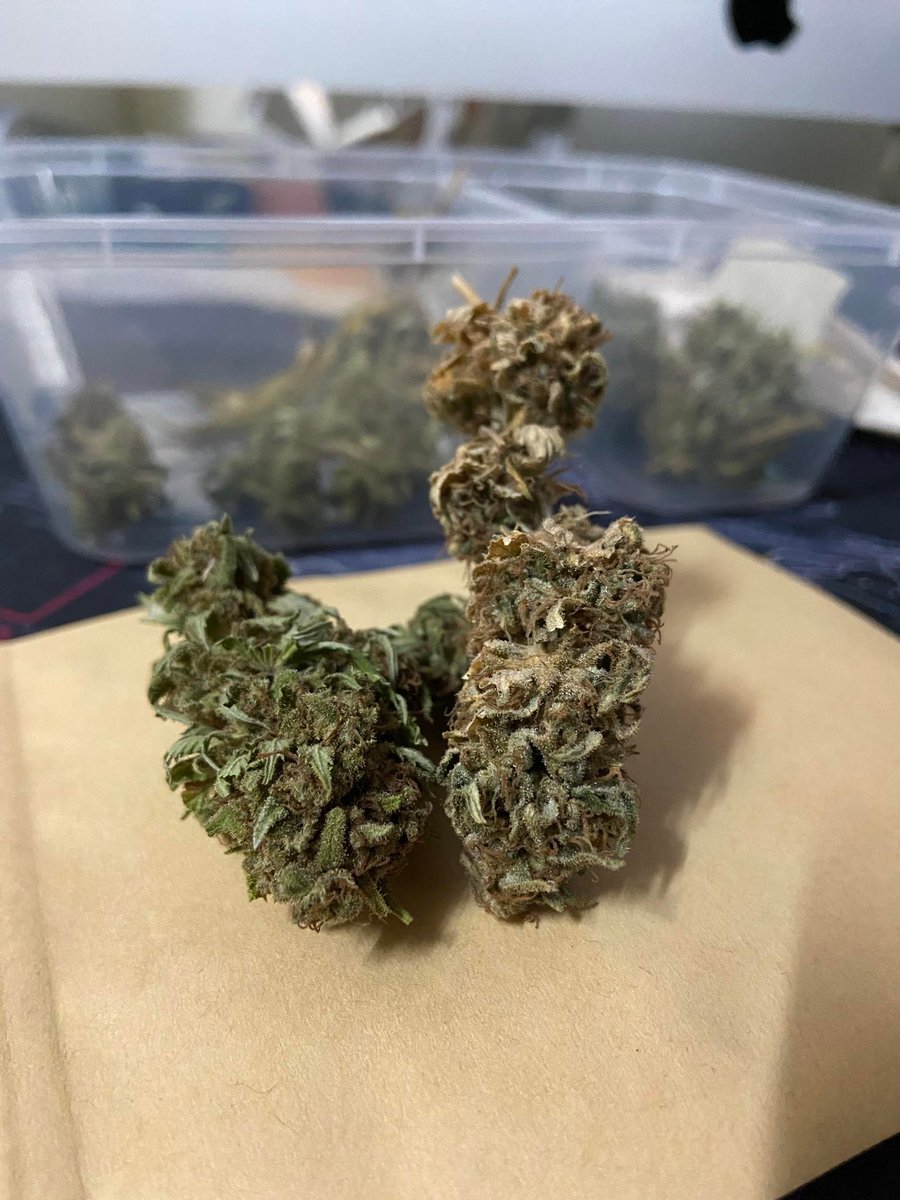 3land420's tweet photo. Organic mid grade
🎄 1G / 150-200 ฿ 🎄
 🔥3+1(free)🔥

#กัญชา #กัญชาไทย #ออแกนิค #fastbuds #blimburn #outdoor #indoor  #กัญชาอัดแท่ง #กัญชาog #พันลำ #พันลำกรุงเทพ #กรีนแคร็ก #กัญชานอก #กัญชาog #ต้นนอก https://t.co/7yL8lwaANG
