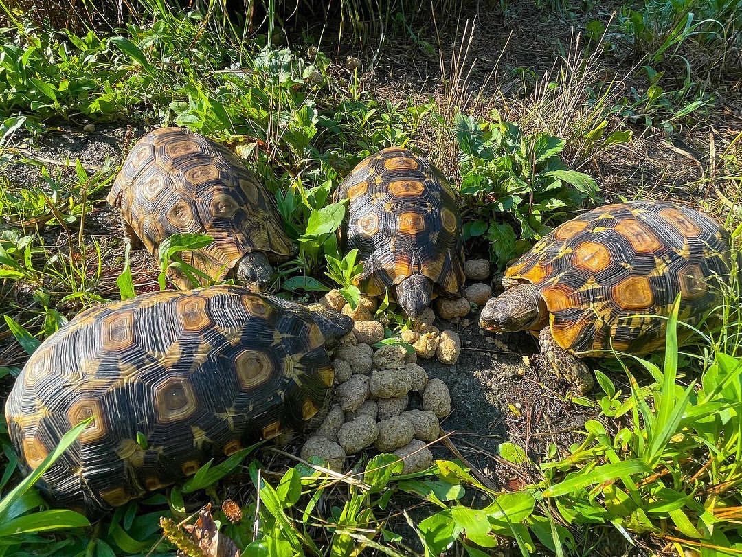 theTurtleRoom tweet media