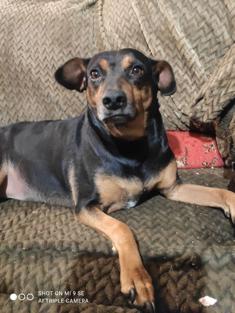 Кот Шурик из Беловежской пущи и его большая семья on Twitter: \"Маня-3 ...