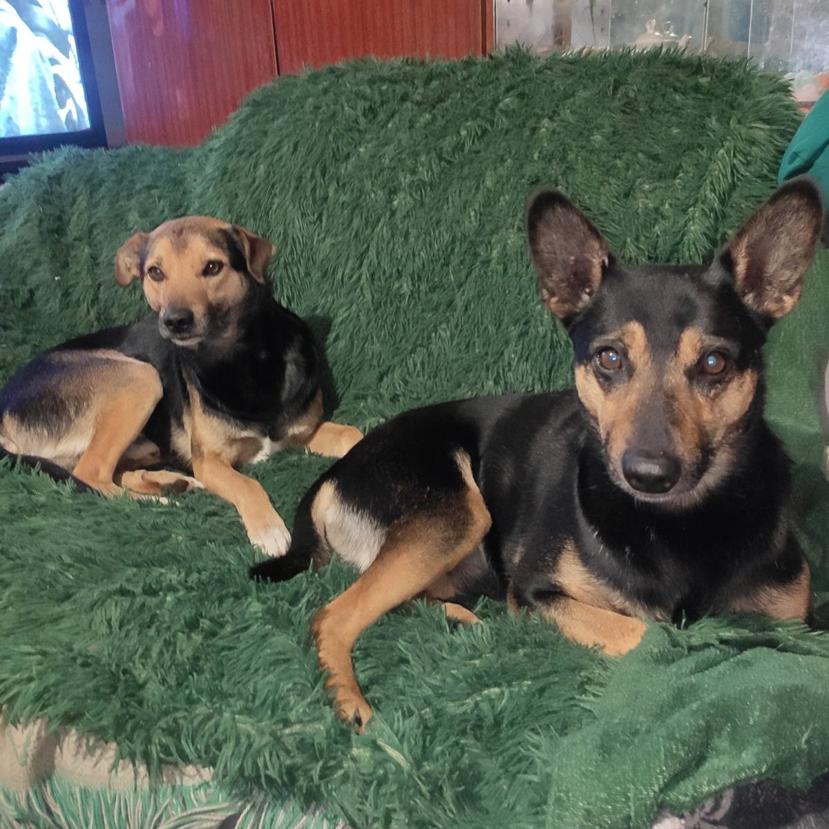 Кот Шурик из Беловежской пущи и его большая семья on Twitter: \"Маня-3 ...