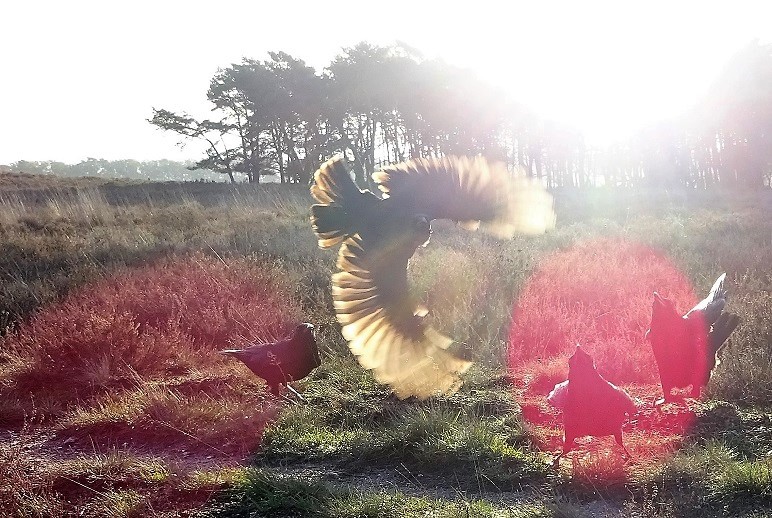 FlintBlackBird's tweet image. Very sunny morning. I think I can work at #CirqueDuSoleil 🐦😊🎪
#topmodel 😉
#BirdsOfTwitter