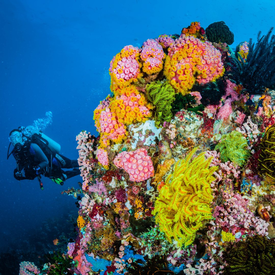 Coral Reef Alliance tweet media