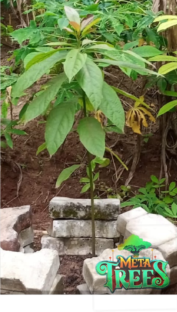 cisca70's tweet photo. 3rd entry
@metatrees_ekta 
Here is an Avocado tree I planted months ago.
It contains vitamin C, E, K and B6. It has anti-inflammatory property. 
#MetaTrees https://t.co/6OCybzHJBh