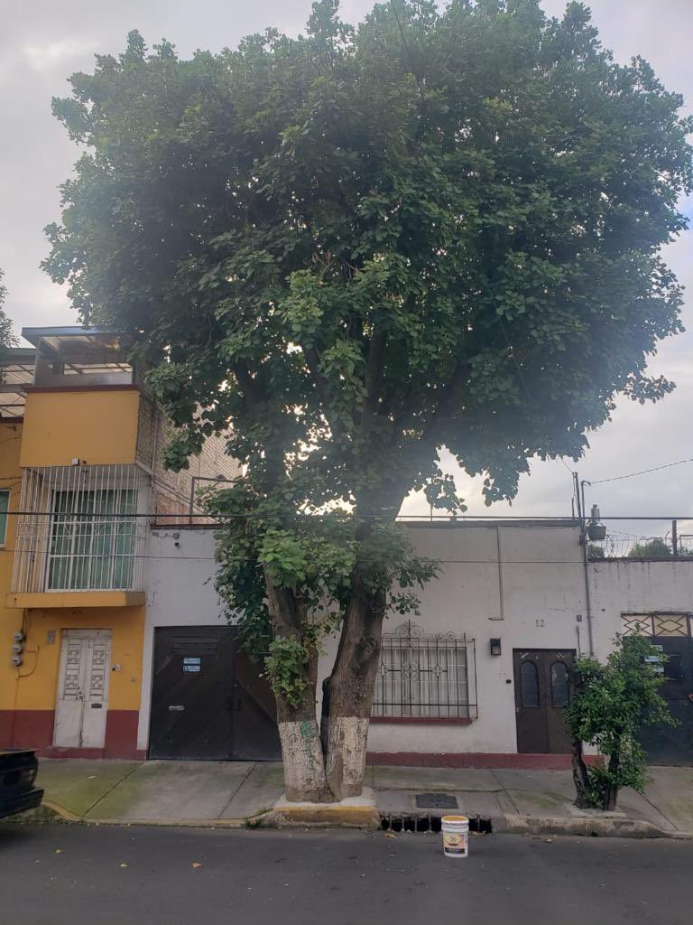 modulo_Claudia's tweet photo. Se reporta una poda de árbol ubicado en Rosa tártara # 12 col. Molino de Rosas Álvaro Obregón @AlcaldiaAO https://t.co/etoYbhZ5GR