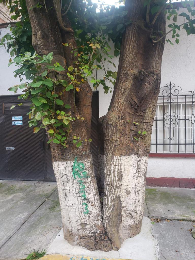 modulo_Claudia's tweet photo. Se reporta una poda de árbol ubicado en Rosa tártara # 12 col. Molino de Rosas Álvaro Obregón @AlcaldiaAO https://t.co/etoYbhZ5GR