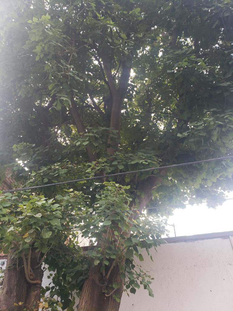 modulo_Claudia's tweet photo. Se reporta una poda de árbol ubicado en Rosa tártara # 12 col. Molino de Rosas Álvaro Obregón @AlcaldiaAO https://t.co/etoYbhZ5GR