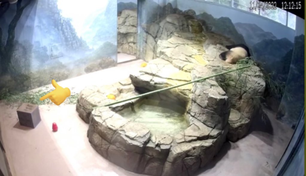 michele_hiatus's tweet photo. @BeccaInBalt @erintophat2 @DCPandaCub4 @houseofcubs @pinkypanda0823 @tiantianpanda97 @YuanMengPanda @LoveofPandas1 @lis_animal @meganh44 @DCPandaGirl @Kathy30440361 @AmandaH59289729 @Tizthalife77 @MommyMei98 @PookieDigi4Ever @NationalZoo @YanyanKitty1 @DodgerAmes @1stFanofChicago @rosebeck41 Happy Thanksgiving!  Cheej got something for this special day! https://t.co/u8Ukd6hwOX