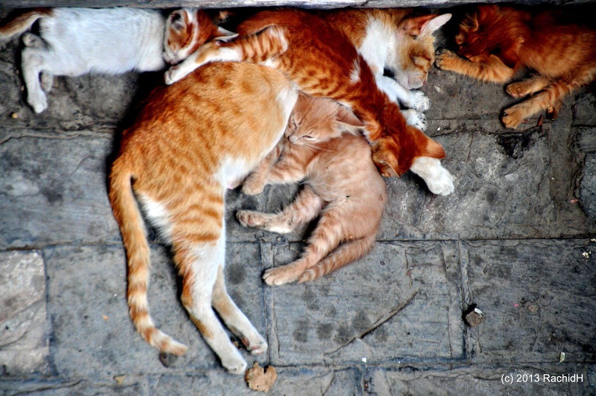 rachidH's tweet photo. #Cats #Strays #StrayCats #Kitten #StrayKitten #Chats #Chattons #ChatsDesRues #Maadi #Cairo #Egypt 
Rachid H shared a photo with you from the Flickr app! Check it out:
https://t.co/faO3y5TLll https://t.co/1vIULij5fj