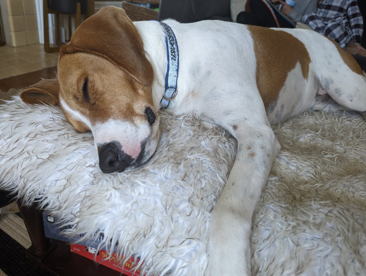 The Treeing Walker Coonhound just won the hound division in the dog show. This TWC... not impressed.