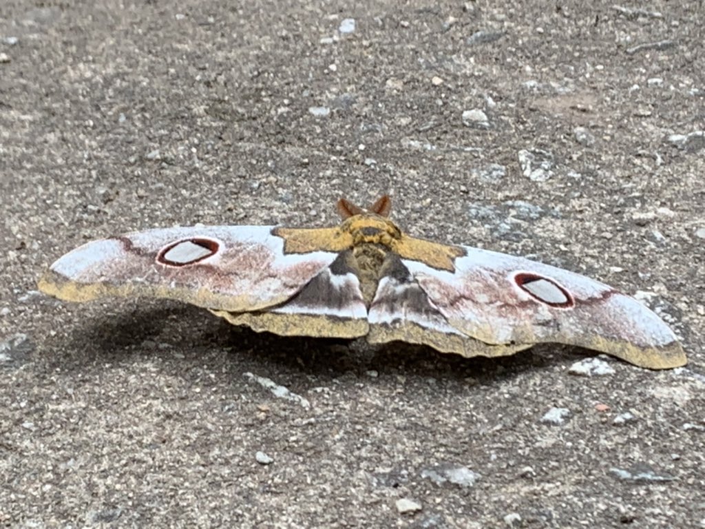 drzimuto's tweet photo. Beautiful moth! https://t.co/tqCqGo48Gx