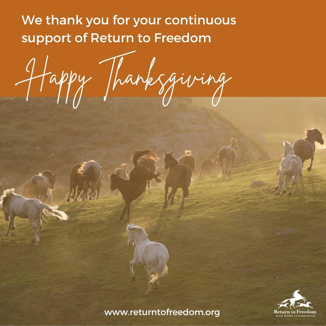 We have so much to be thankful for! We are stronger together and we celebrate our family and friends who enrich our lives and make us strong! Thank you! #wildhorses #horsesanctuary #keepingwildhorseswild #thankful #makeadifference