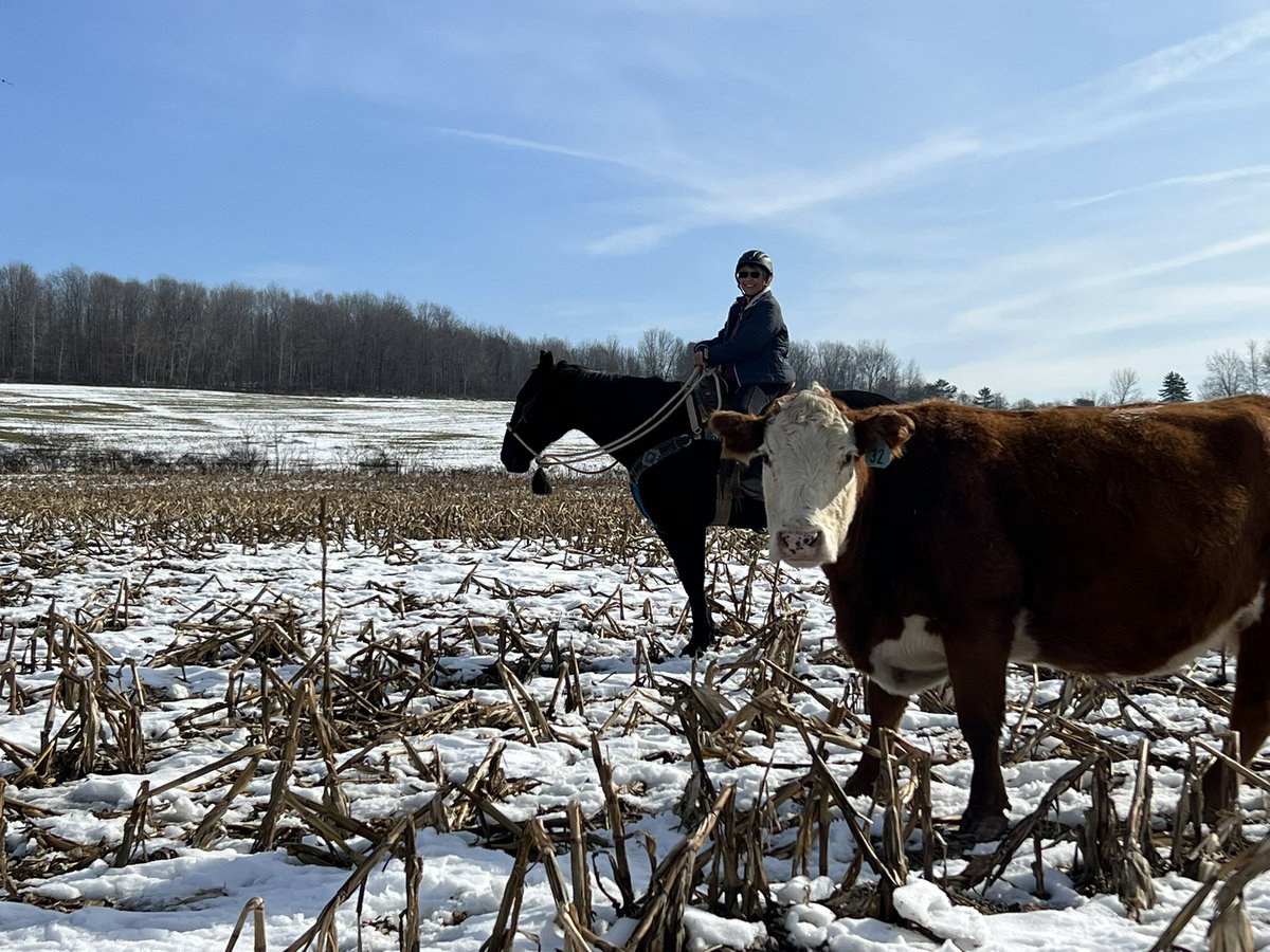 KristenKovatch's tweet photo. Wes the Standardbred is always the first choice for friends and family who come to ride. Perpetual bosal horse at the age of 18 but he’s on his third career after being an Amish road horse for over a decade! Happy Thanksgiving from our herd to yours. https://t.co/0hEw31W3hp