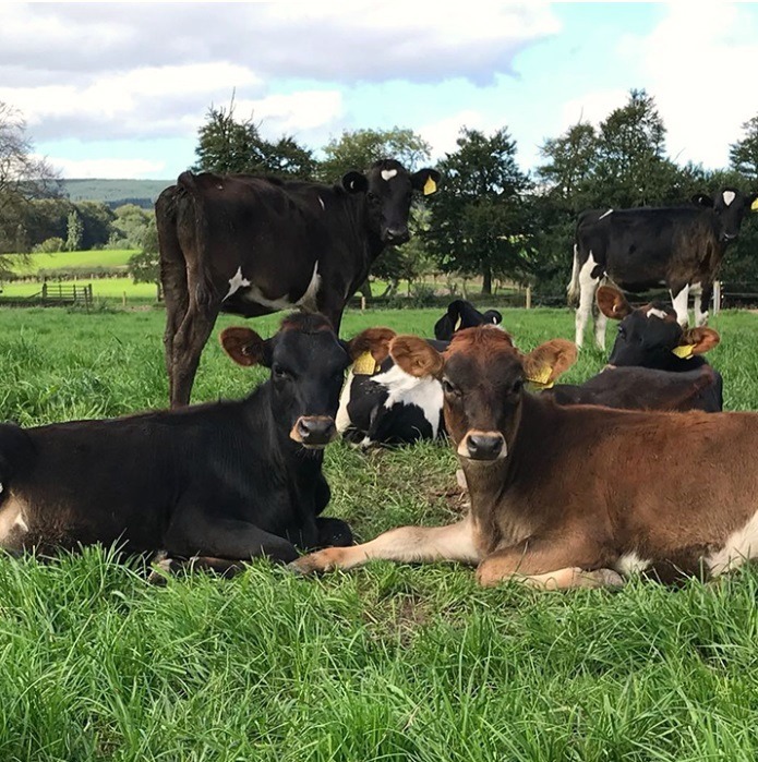 FarmingPartners's tweet photo. Our 'partnership-based' business model means we partner with a landowner who is both passionate about their farm and has a desire to see it run well. What works for you? #teamdairy #farmingpartners #grasstomilk #dairyfarmers https://t.co/eYnajMZpv1