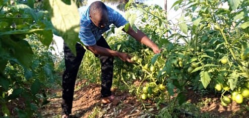 Farming process has and will always start with the market. 
Remember, customers will not buy because you grow, instead, you grow  because they will buy. The best way to find out is to conduct a thorough  market research before venturing into farming.<a href="/_anziasokoni_/">#AnziaSokoni</a> <a href="/Octavianlasway/">Eng Octavian Lasway</a>