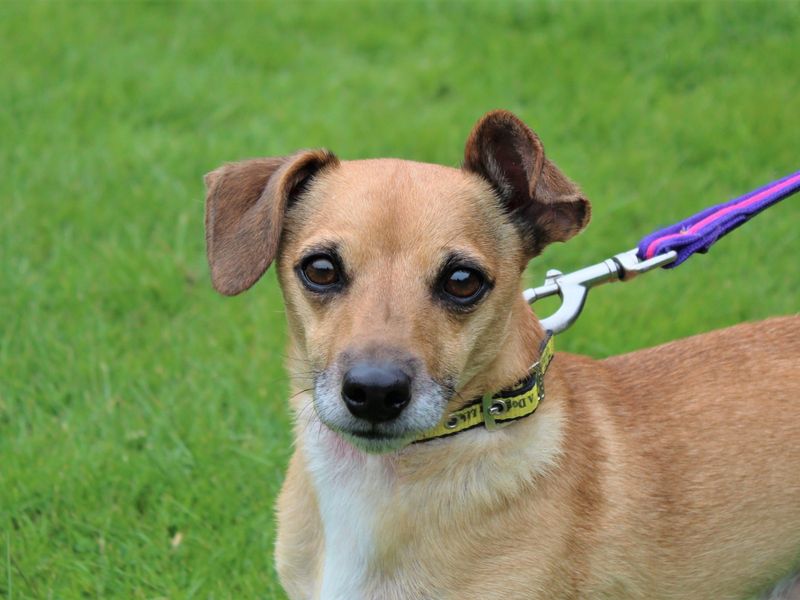 Please retweet, <a href="/DogsTrust/">Dogs Trust 💛🐶</a>  website is showing 800 dogs available for adoption today!

The crisis for pets in the UK continues to get worse. 
Please help in anyway you can, donate, volunteer, adopt or foster . They really need our support.
DETAILS👇
dogstrust.org.uk/rehoming
#dogs