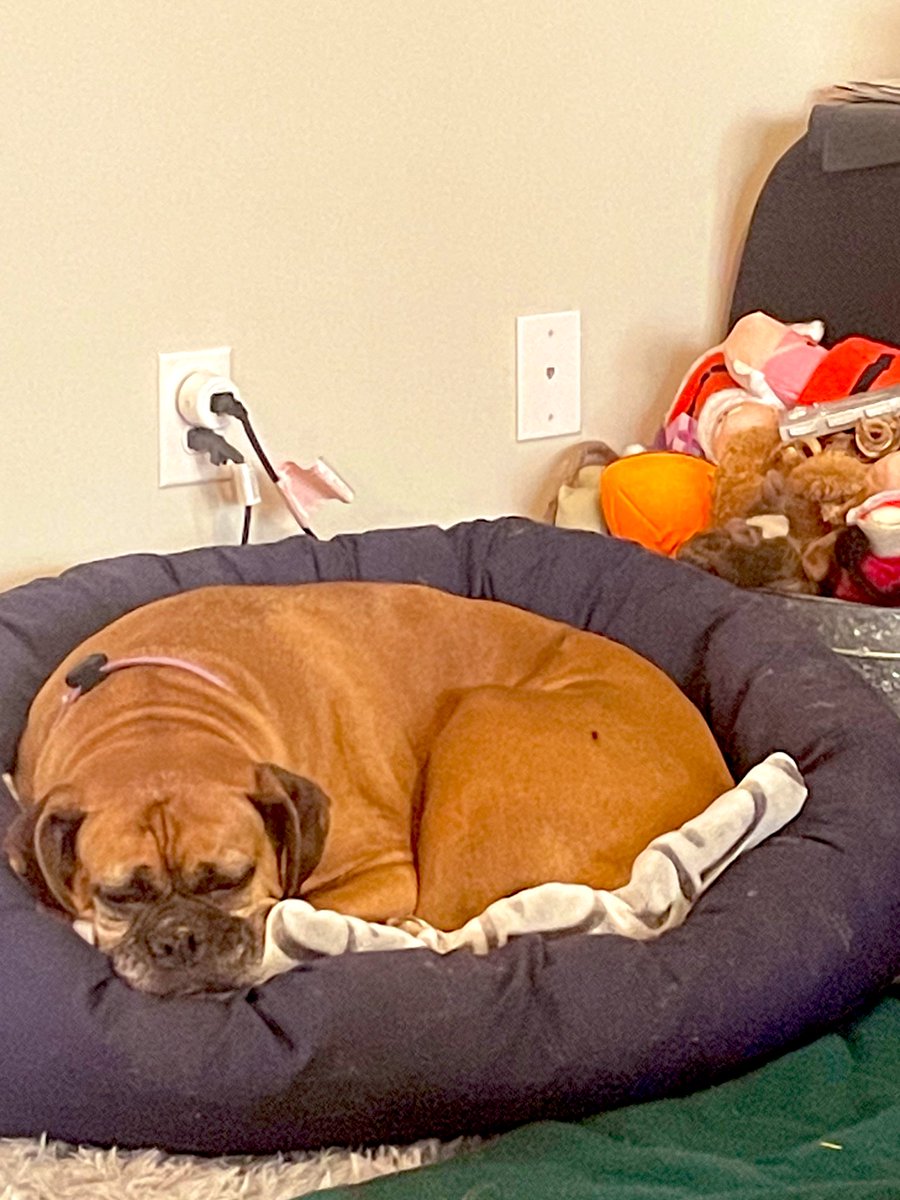 Happy Thanksgiving to all our pals and friends. I’m gonna nap until I smell some foods being cooked. #HappyThanksgiving2022 #dogsoftwitter #boxerdog #queenaahana