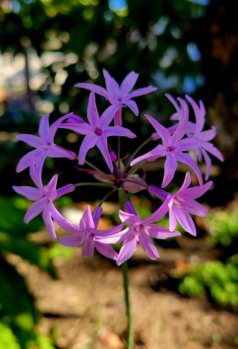 #AlphabettyBlooms U for Under the avocado tree, you'll find society garlic. Sorry, that's all I got. 😂 #flowers #garden #flowerhunting