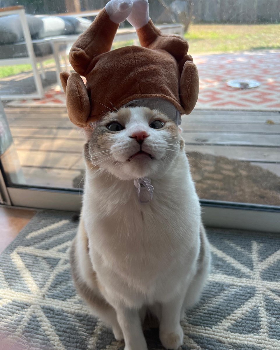 Panko A. Cat’s Mom tweet media