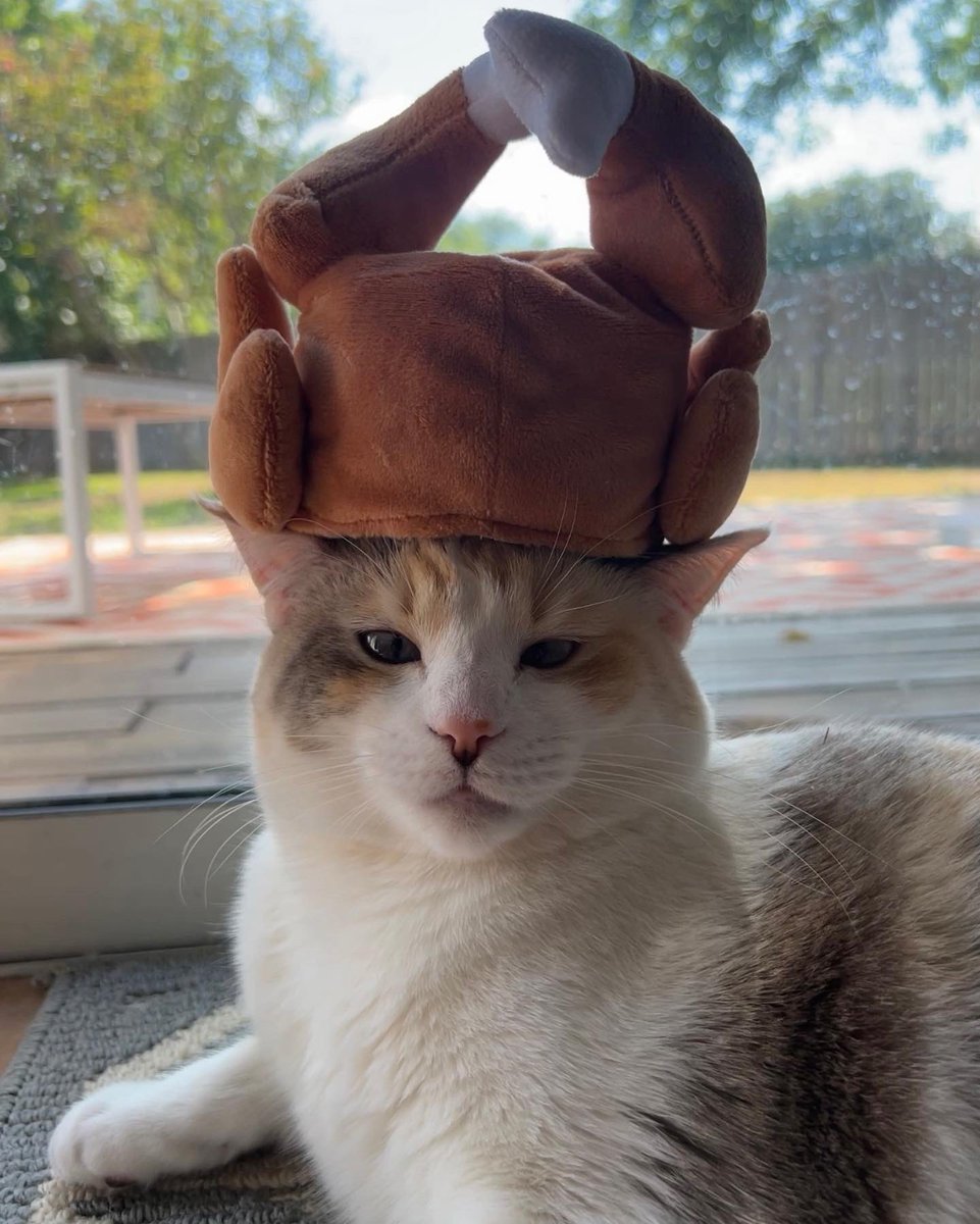fatfatpankocat's tweet photo. Panksgiving https://t.co/gwAbj0eMTl