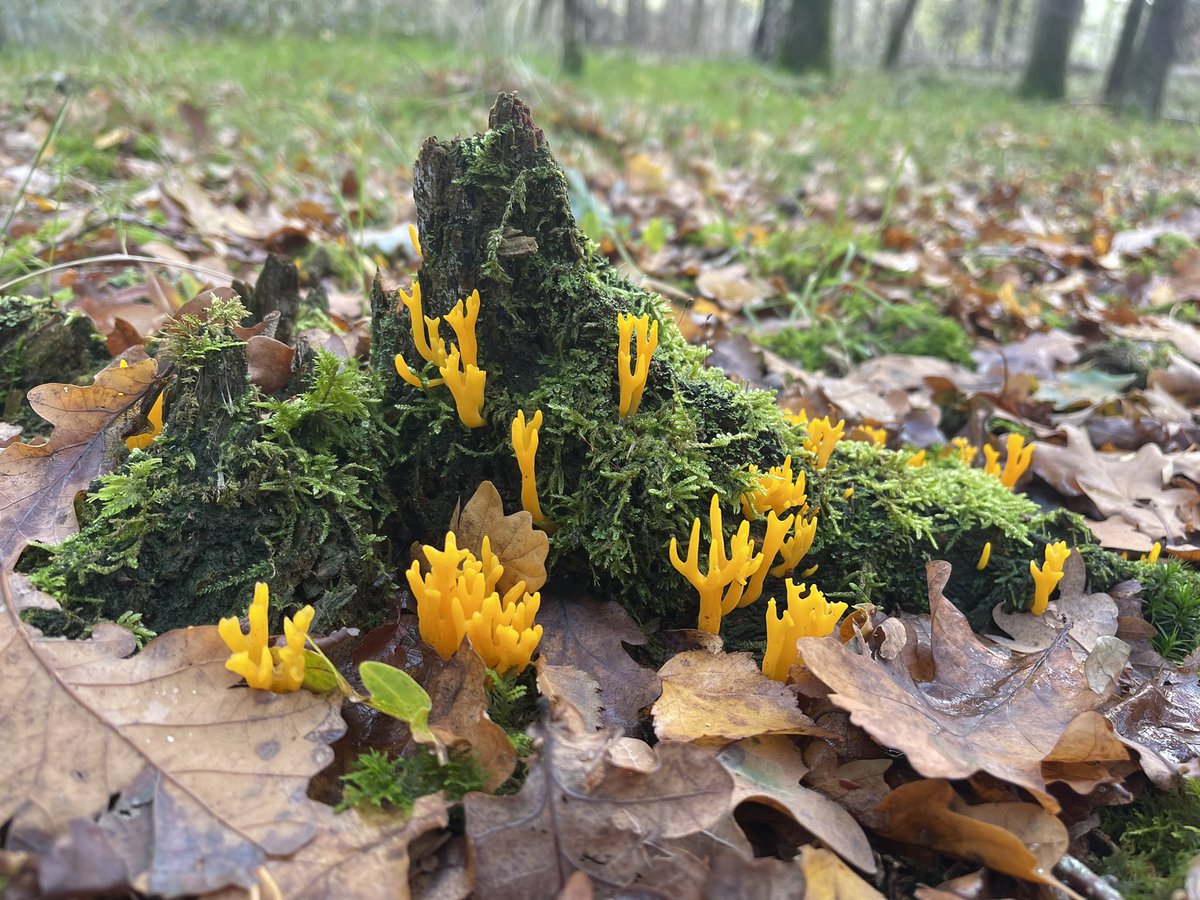 TrishGlenn's tweet photo. Main season fading it’s stump art time now. These four were conveniently in a row along edge of wood. Beautiful! @NatureUK https://t.co/qEqWQoGTZp