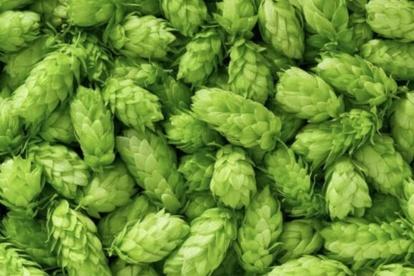 Everything1722's tweet photo. The name of this vegetable is "hopshoots," which is popular in European countries and referred to as the world’s most expensive vegetable.Known for its medicinal properties, the vegetable is priced at around Rs.85,000 per kg, and this vegetable is usually not cultivated in India. https://t.co/iWrb5mQ8zK