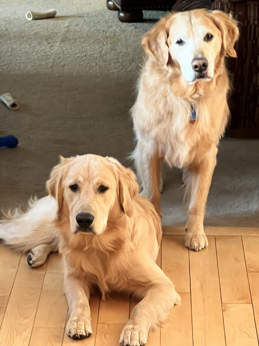 Happy Thanksgiving from Cody and I. This year I am thankful for my human family and those delicious bones in the background! Hope my friends get lots of pets and treats today 🦃