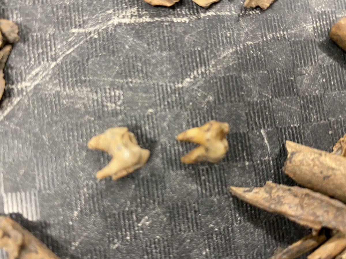 Virginia M. Johnson (@virginiajohnson) on Twitter photo Recent archeological dig yieldedā Rabbit bones, turtle bones, pottery pieces, some burned like they were used in cookingā¦.all clues to unlock Seminole Tribe Of Floridaās history. <a href="/BCollinsPhotog/">Bobby Collins</a> <a href="/ahtahthiki1/">Ah-Tah-Thi-Ki Museum</a> <a href="/BN9/">Spectrum Bay News 9</a> Recent archeological dig yieldedā Rabbit bones, turtle bones, pottery pieces, some burned like they were used in cookingā¦.all clues to unlock Seminole Tribe Of Floridaās history. <a href="/BCollinsPhotog/">Bobby Collins</a> <a href="/ahtahthiki1/">Ah-Tah-Thi-Ki Museum</a> <a href="/BN9/">Spectrum Bay News 9</a>