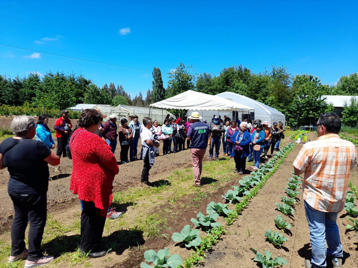 AgroecoINIA's tweet photo. 🌱Hoy se realizo el Día de campo  en la unidad demostrativa de #Pitriuco, #RegiondelosRios.  Programa FNDR Adaptación al cambio climático ejecutado por la Seremi de Agricultura e @iniachile.
@inia_remehue 

#YoNutroMiSuelo 👩🏽‍🌾🧑‍🌾 https://t.co/pBhspL82VH