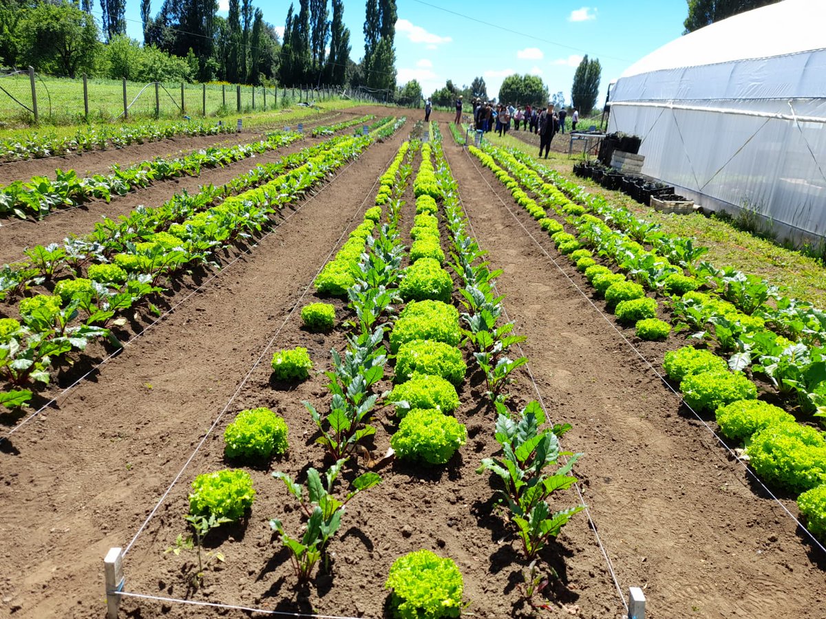 AgroecoINIA's tweet photo. 🌱Hoy se realizo el Día de campo  en la unidad demostrativa de #Pitriuco, #RegiondelosRios.  Programa FNDR Adaptación al cambio climático ejecutado por la Seremi de Agricultura e @iniachile.
@inia_remehue 

#YoNutroMiSuelo 👩🏽‍🌾🧑‍🌾 https://t.co/pBhspL82VH