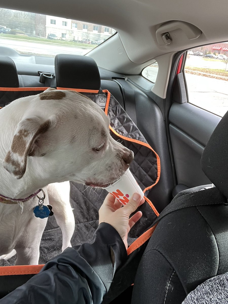 brianhoffman1's tweet photo. Things my dog is thankful *fur* today… yummy grass, crunchy leaves, and @dunkindonuts pup cups! https://t.co/eVj1edOGSL