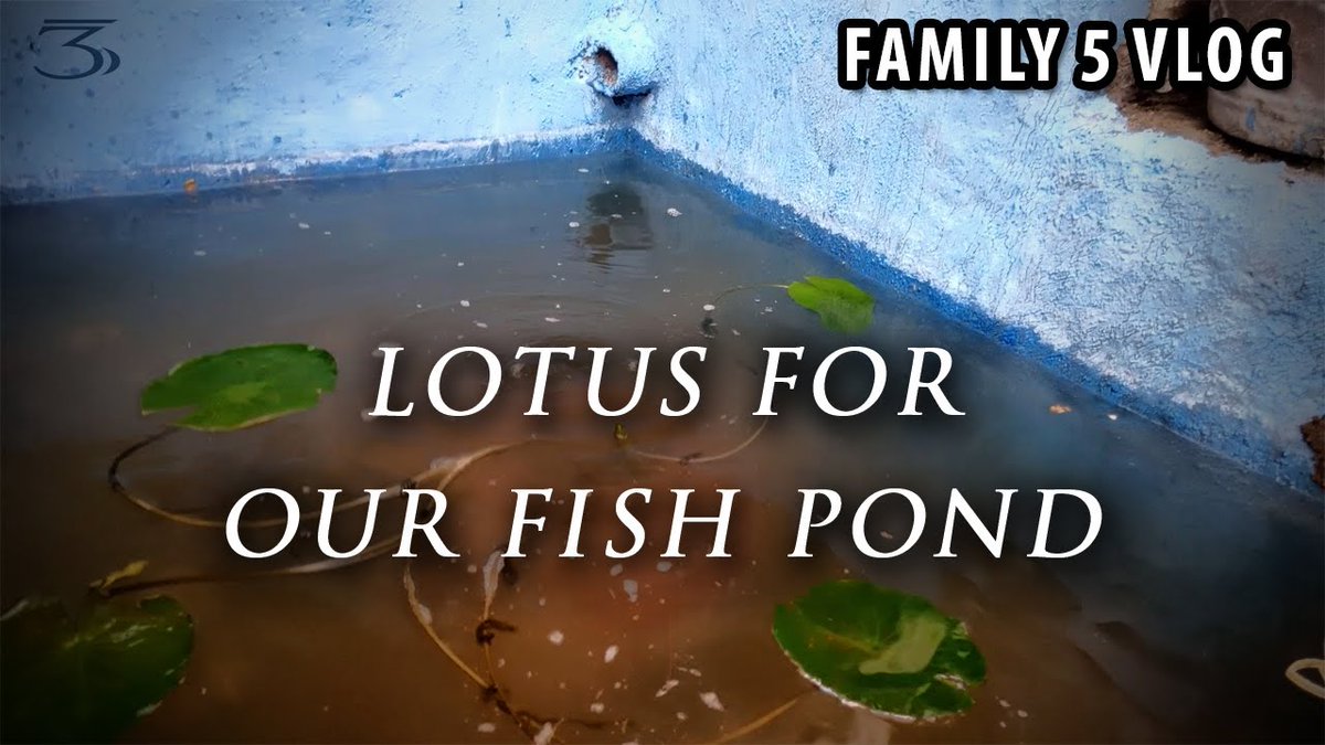 mirzamlk's tweet photo. https://t.co/98gvIkRPj5
Family 5 Vlog
Lotus for Our Fish Pond
#cthsfb #thiccsgiving #FIFAWorldCup #Dreamspace #BlackFriday #Sportsbetting
#FanDuelIsFamily #HappyThanksgiving
#NationalDogShow #DogsOnTwitter #dogsoftwitter #DogsWatchingDogs https://t.co/LnWmCgaZcK