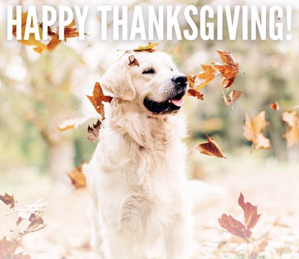 After-dinner hike? To help your pet and you digest the heavy meals that Thanksgiving brings, try going on an after-dinner hike or walk. 

If you’re planning on being gone for most of the day, you can always take your companion on a walk or hike before you leave.  🐾🍁🌳