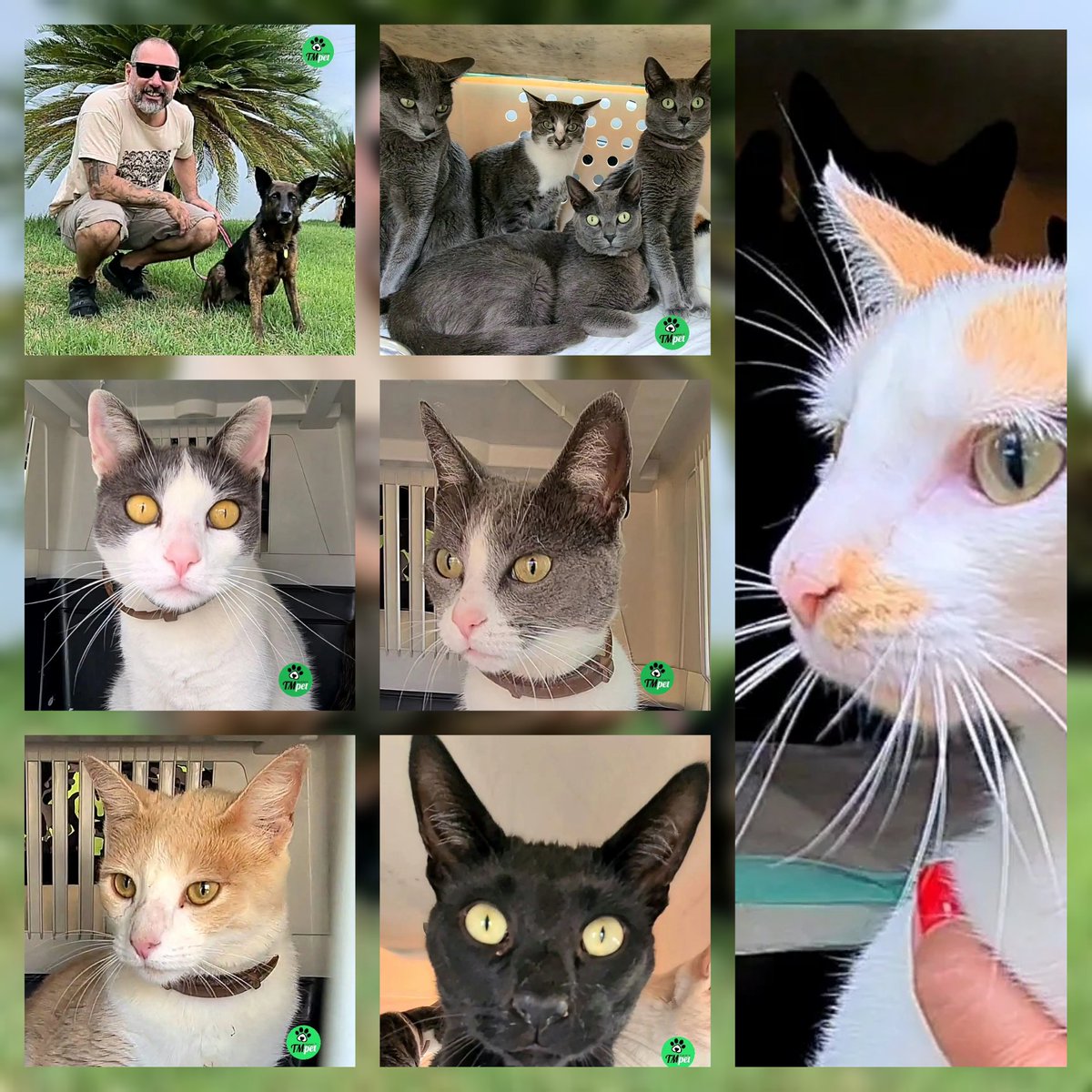 tmtransportepet's tweet photo. @tmtransportepet de Santana do Livramento/RS x Cuiabá/MT
TM Tranporte Pet
Transporte terrestre interestadual de pets
⁣
📲WhatsApp (51) 99310-2259 ⁣
📧contato@tmtransportepet.com.br ⁣
🌐https://t.co/a27nNsoqSX⁣
⁣
⁣#tmtransportepet⁣ https://t.co/3OeL5w2u7o