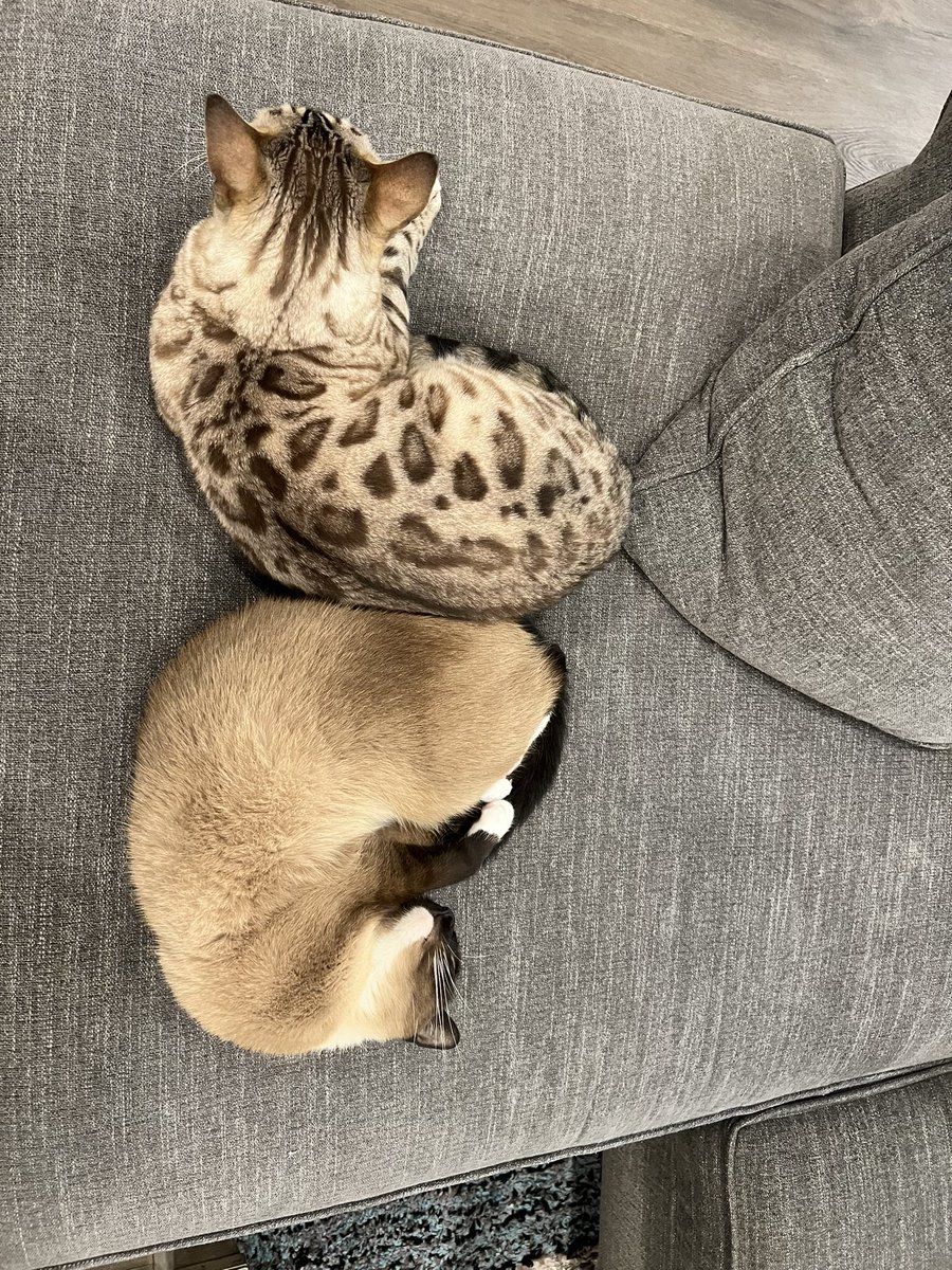 bizarrebengal's tweet photo. Keep warm! 

#CatsOfTwitter #teambengal https://t.co/a0mnUuwhLW