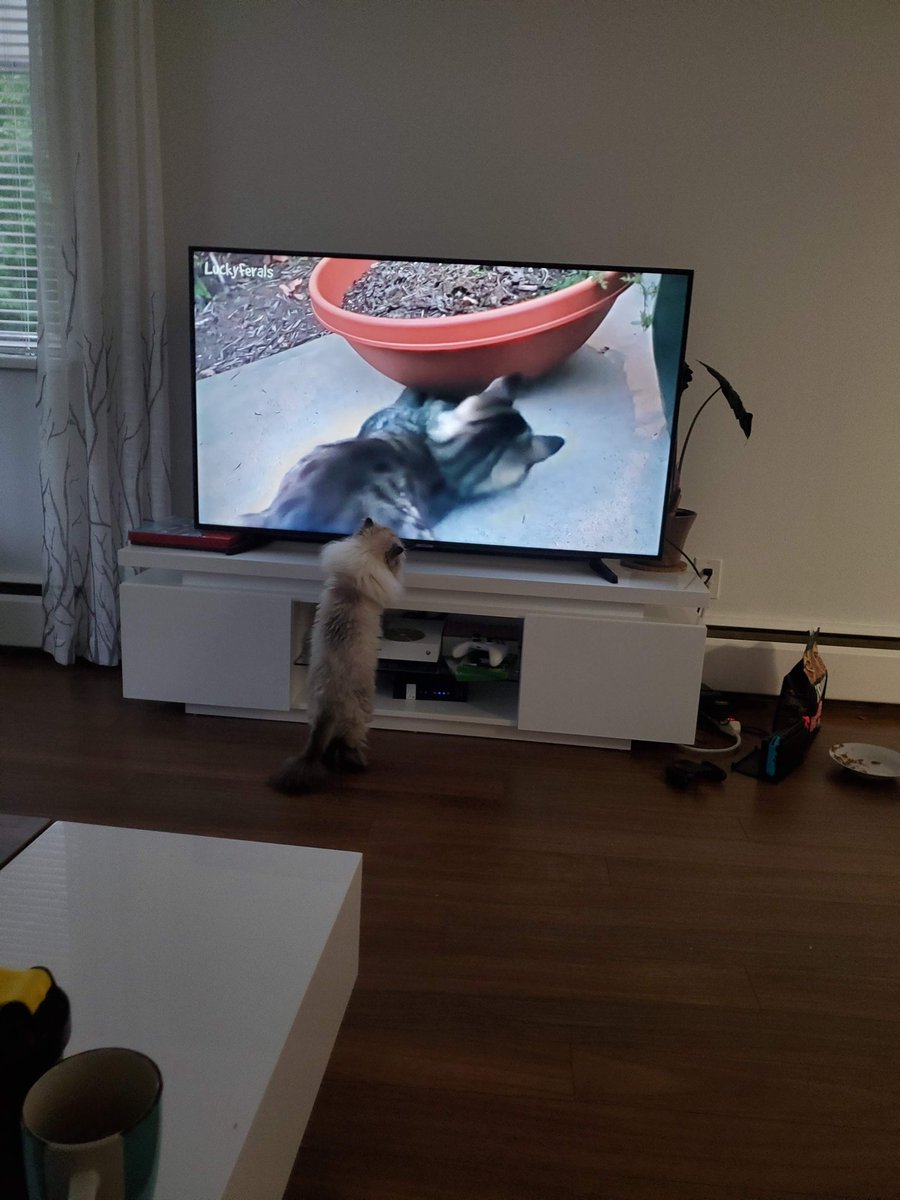 Bella is practicing for the big hunt of the moth she's been eyeing up for the last day and a half 
#Hedgewatch #CatsOnTwitter #cat 
#ninjacat