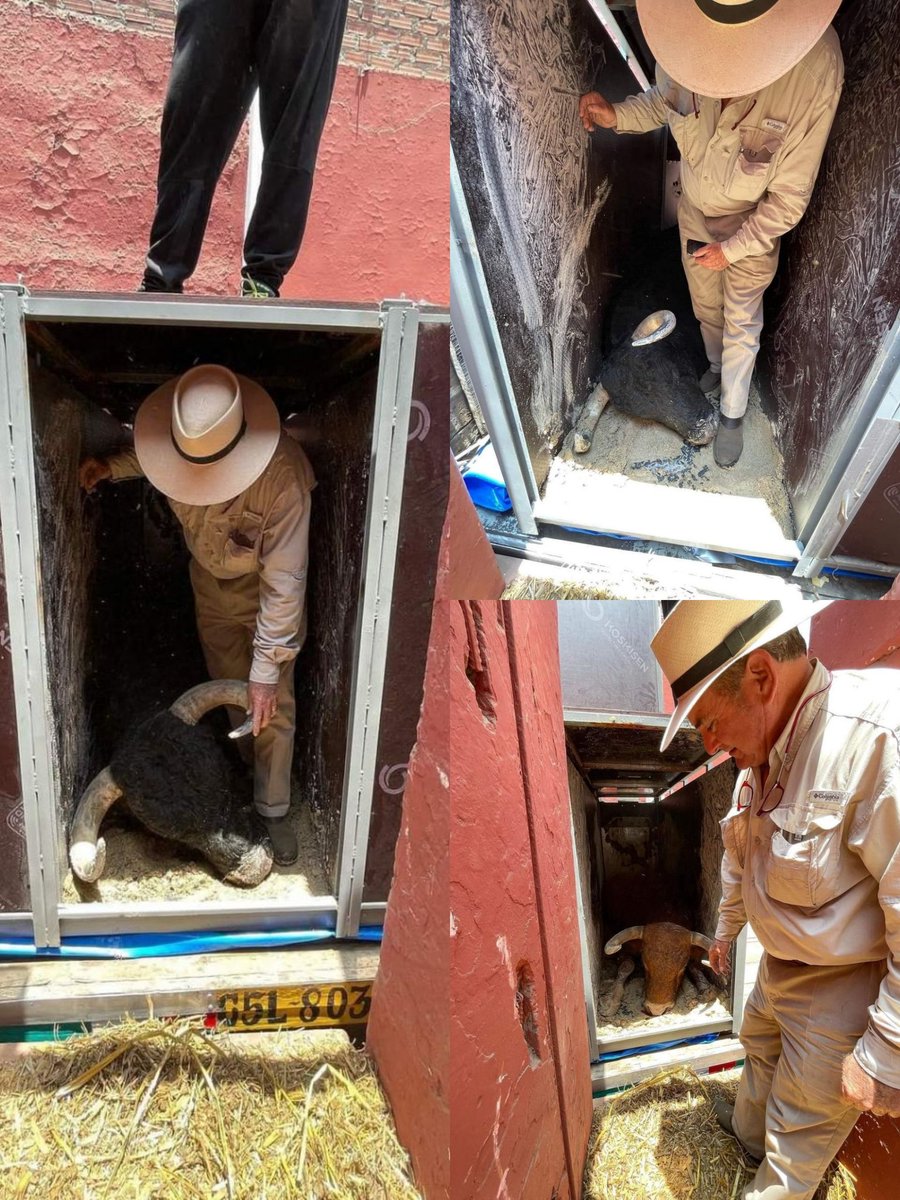 Los 5 toros fallecidos en un vuelo de España a Perú fueron transportados por <a href="/AirEuropa/">Air Europa</a> <a href="/globalia/">Globalia</a> miembro de <a href="/skyteam/">SkyTeam</a>. Solicitamos a Air Europa que detengan el transporte de toros para las corridas de toros. ¡Deja de facilitar esta crueldad! #TauromaquiaAbolición