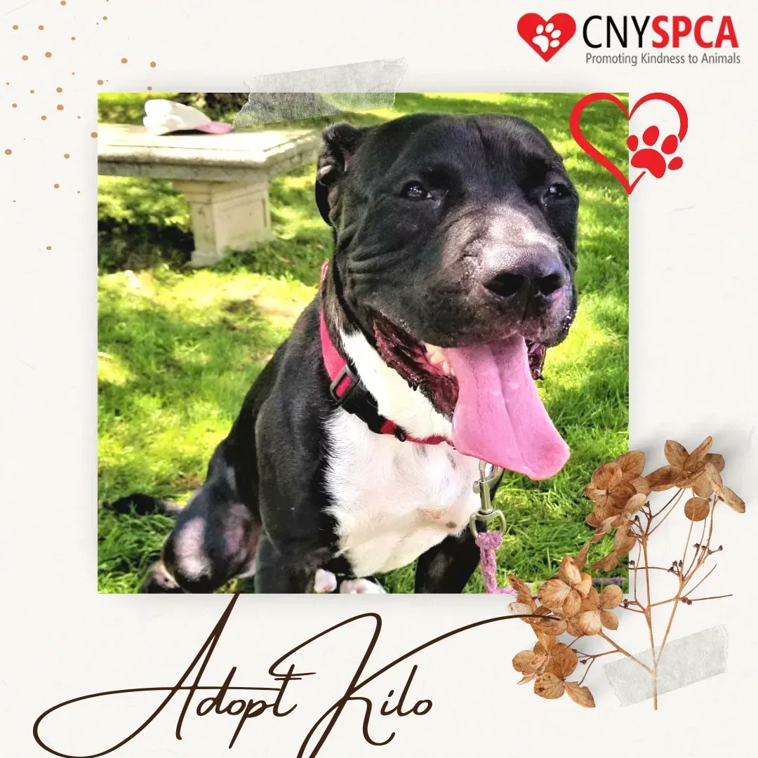 Central New York SPCA tweet media