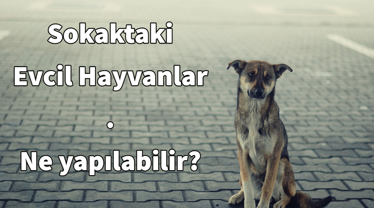 Sokaktaki evcil hayvanlarla ilgili kısırlaştırma ile çözüm bulma önerimi sizlerle paylaşıyorum. Merak edenler tek tek sakince okusun. 👇