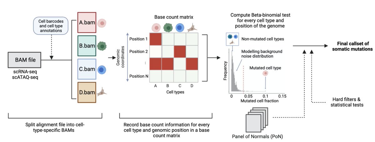 If you are looking for a tool to call #somatic mutations in #SingleCell data then do check out the fantastic new tool, SComatic, from @isidrolauscher lab! 