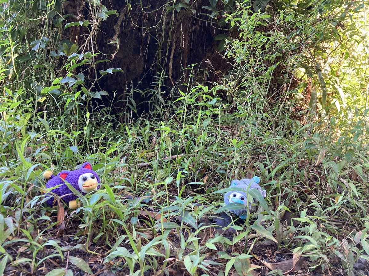 Mustard_IRL's tweet photo. G..green
#Peepy #PeepyPosting #PeePeeMustGo #rainforest @itemLabel https://t.co/DPcNBqYK5y