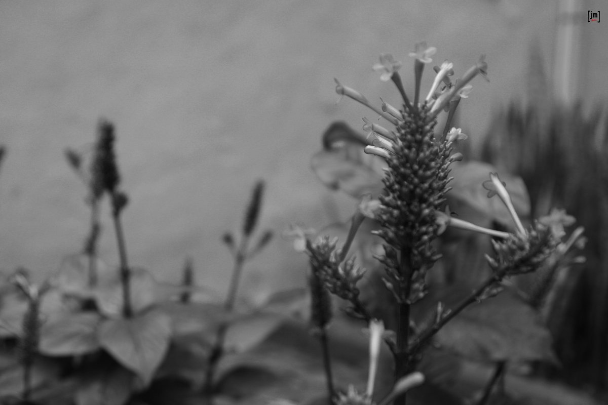 PretextosM's tweet photo. #suculentasraras #suculentascoloridas #suculentslover #amosuculentas #suculentaslove #plantasdecasa #planta #suculentasbrasil #suculenta #succulover #succulentlover #suculentas #cacto #cactus #succulentsofinstagram #succulent #succulents #plantas #plant #plants #blackandwhite https://t.co/DHN2IcWWKK