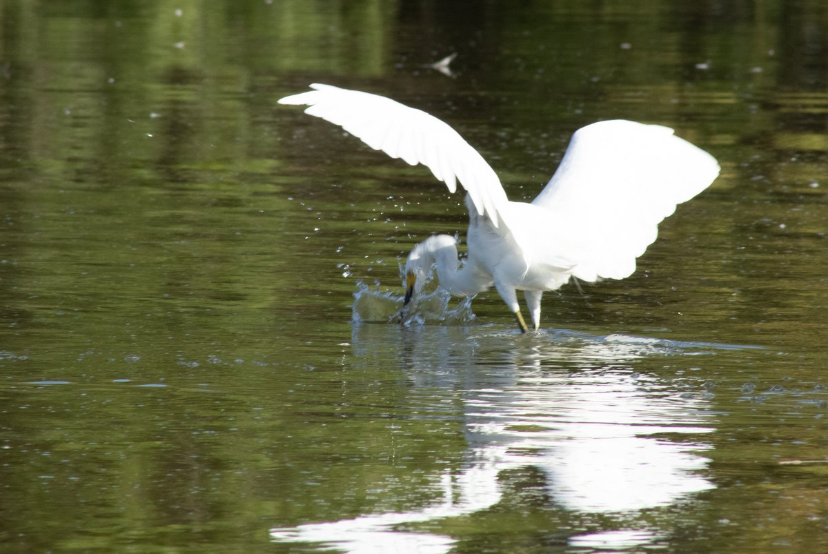 TomeoftheAbsurd's tweet photo. Entry #778457
Snowy #Egret (Egretta thula)
This #bird was once hunted to dangerously low numbers due to percieved "value" of their gorgeous #plumage. Is there not greater value in simply allowing these #animals to live in this big, confusing world, just as you or I are trying? https://t.co/jWzrwtAGab