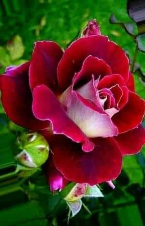 Gleisarielo's tweet photo. Rosas para este colectivo q le devuelve la visión al pueblo uruguayo(BMC oftalmológica en el uruguay);#CubaCoopera ,#CubaPorLaVida ,#EmbaCubaUruguay,#Danel_Popa https://t.co/s47OBeTnLD