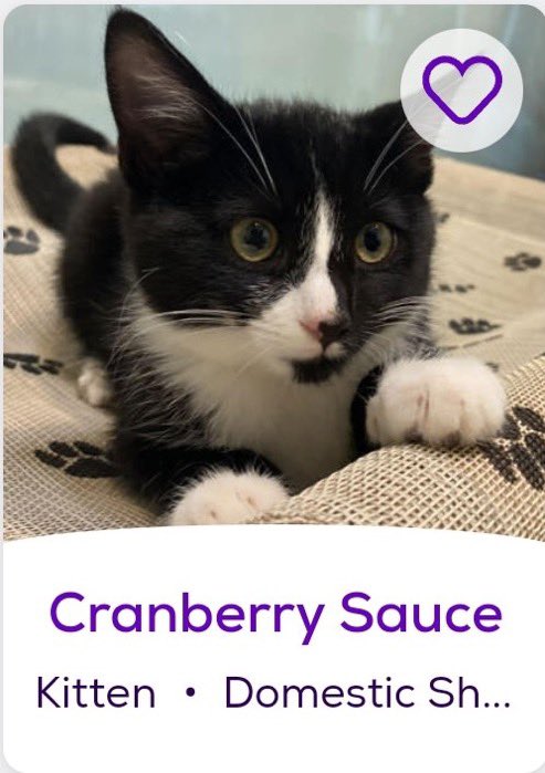 petfindernames tweet picture